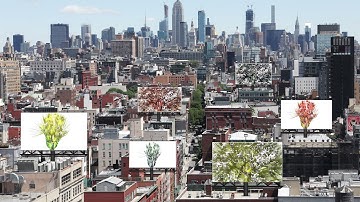 Expansion  | Costas Picadas 2021