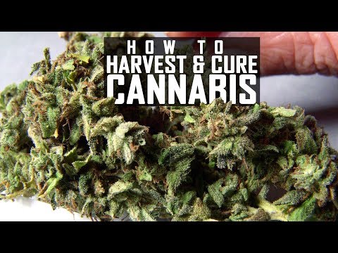 Seeds, Soil & Sun: How to Grow Cannabis (#5 Harvest, Trim, Cure and Manicure) Seeds, Soil & Sun: How to Grow Cannabis (#5 Harvest, Trim, Cure and Manicure)