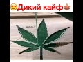 Дикий кайф 2019 этот трек ищут все