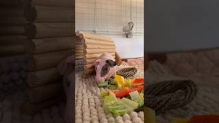 Guinea Pig Vs Lettuce