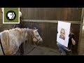 Horses can read human emotions