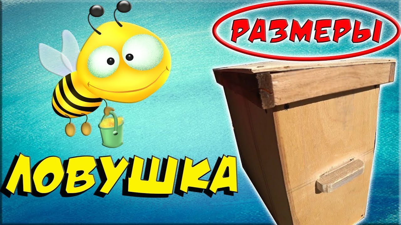 Ловушка для пчел своими рукам! Размеры и инструкция по изготовлению ...