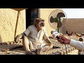 Asking monkey 🐒 why you not working 😁