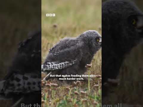 Video: Pet Scoop: Walrus Mitik di chuyển từ N.Y. đến Texas, Snowy Owls phát hiện ở miền Nam