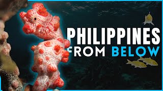 Marine Life in Philippines | Scuba Diving in Paradise