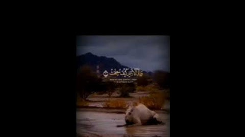 أفلا ينظرون إلى الإبل كيف خلقت // سورة الغاشية// الشيخ عبدالباسط عبدالصمد