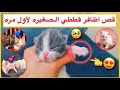 وقت قص اظافر القطط الصغيره الجديده 😍 القطه سكره ولدت ❤️ / Mohamed Vlog