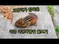 고양이가 잡아온 새끼 다람쥐 돌보기  My cat brought me a baby chipmunk!