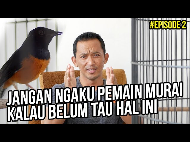 Serial Perawatan Harian Murai Batu Spesial Untuk Kicau Mania #Episode2 class=