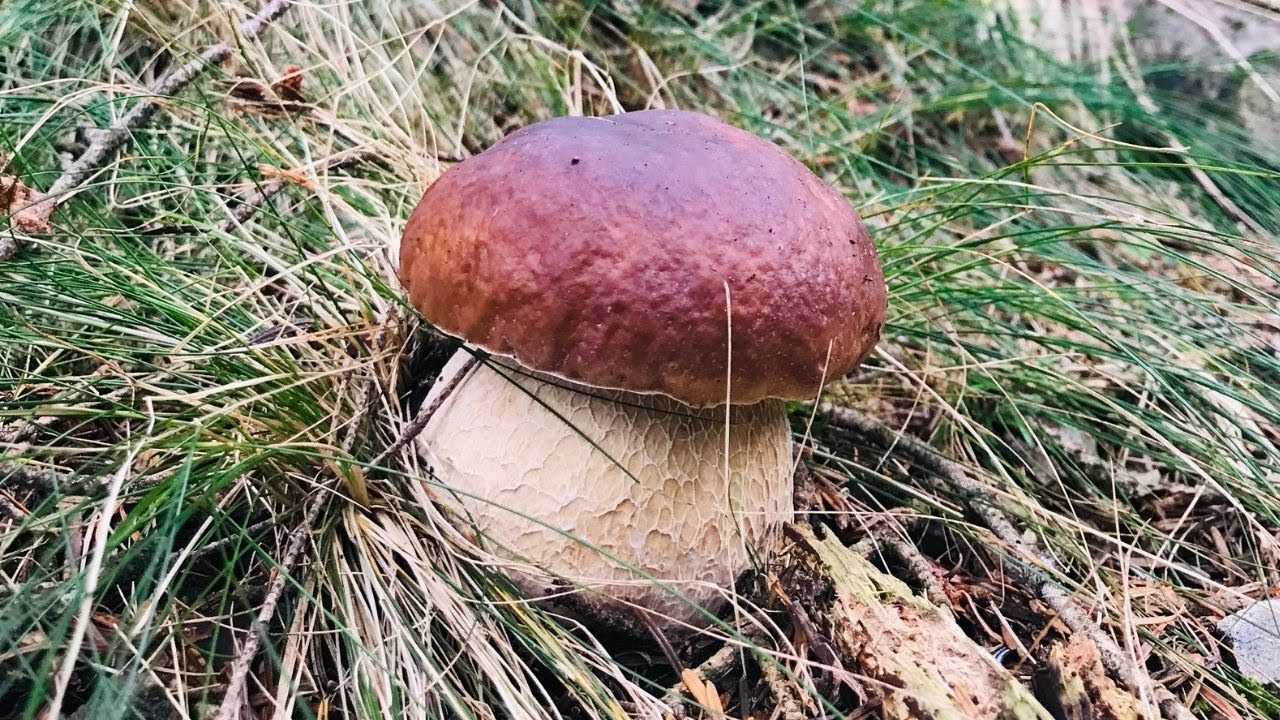 FUNGHI PORCINI 2020 - UNA BELLA GIORNATA DI RACCOLTA IN ...