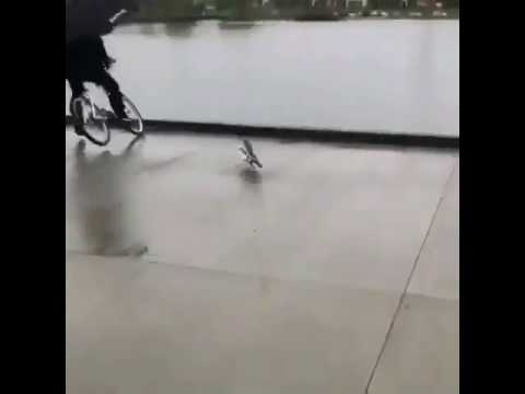 man on bicycle saves skateboard from falling into the water