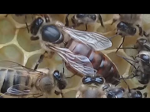 დედების გამოყვანა, ფუმფლის სადედე ჯამში ჩამყნობით. პირველი ნაწილი.