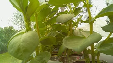 Broad Bean time-lapse Raspberry Pi 2