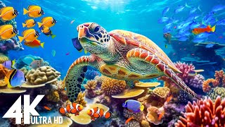 Ocean 4K - Sea Animals for Relaxation, Beautiful Coral Reef Fish in Aquarium - 4K Video Ultra HD #82