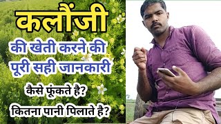 कलौंजी की खेती सम्बंधित पूरी जानकारी Kalonji Ki Kheti कैसे करें cultivate nigella seeds #Kalonji