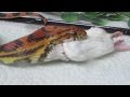Morsure et alimentation des serpents des bls