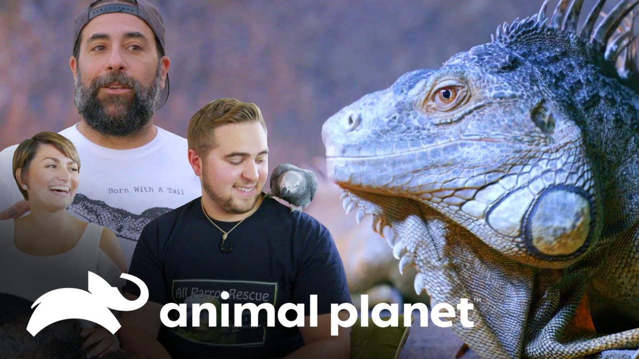 Esse casal tem praticamente um zoológico em casa! | Um Lar para Pets | Animal Planet Brasil video editing software free