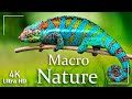 Macro in Nature 4K Video Ultra HD | Cinematic Video UHD | Macro Shots