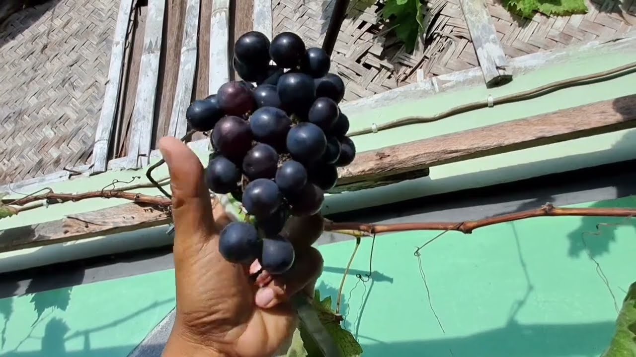 HARUS PUNYA!!- Buah Anggur alphonso lavale, review dan petik buah anggur alphonso samping rumah
