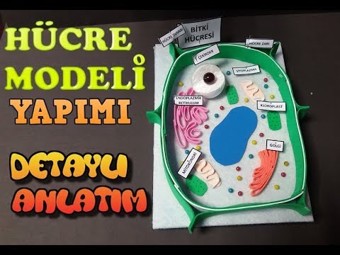 Hücre Modeli Yapımı (bitki hücresi) / CELL MODEL