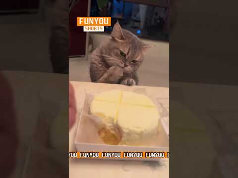 Do you eat a cake with you cars? 😺 #cat #cats #shorts #viral #funny #meme #memes