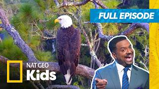 america s funniest animal videos eagles octopuses more full
