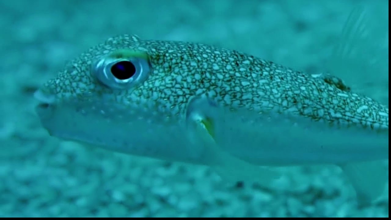 Иглобрюх: основной инстинкт