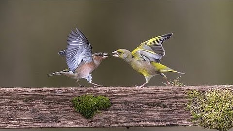 Why is biodiversity so important?