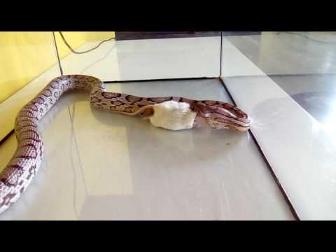 Video: Alles Over Slangen - Feiten En Informatie Over Slangen