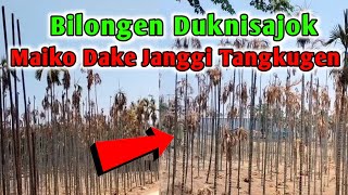 Bilongen Duknisajok||Maiko Dake Janggi Tangpagnok Chingade.