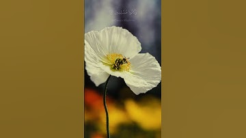‏ياسر الدوسري | سورة الزخرف | الاية 68-70