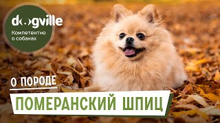 Померанский шпиц - О породе - Как выбрать щенка Померанского шпица?