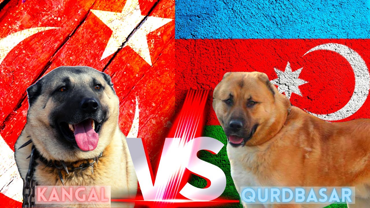 Turkish Kangal Vs Qurdbasar Kurtbasar Gurdbasar Kopekleri Iti Qurdbasar Kangal Kopek Youtube