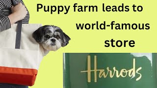 SPECIAL REPORT: Swanky Harrods store was selling puppy farmed dogs