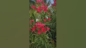 [الحجرات: ١٢] القارئ: مشاري بن راشد العفاسي