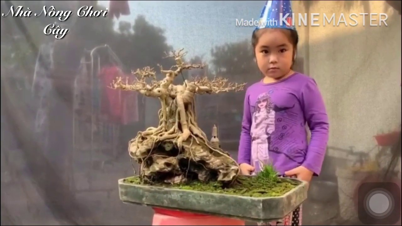 Cổ Mộc Toạ Sơn,Niềm Kiêu Hãnh Của Gia Chủ - YouTube