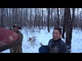 Охота с лайками 2 часть. Соболь. Sable hunt in Yakutia.