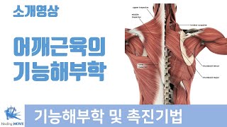 어깨관절 근육의 해부학과 촉진기법 / anatomy & palpation / 힐링무브