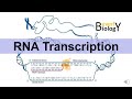 RNA Transcription and Translation Concepts
