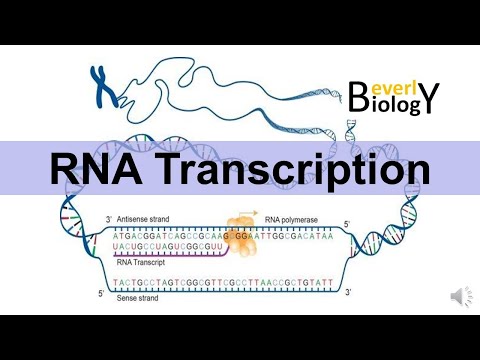 Video: Este ARNr un produs al transcripției?