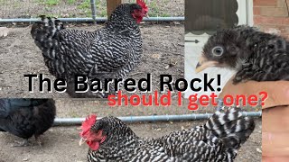 THE BARRED ROCK CHICKEN! All you need to know - Great for first time chicken owners!