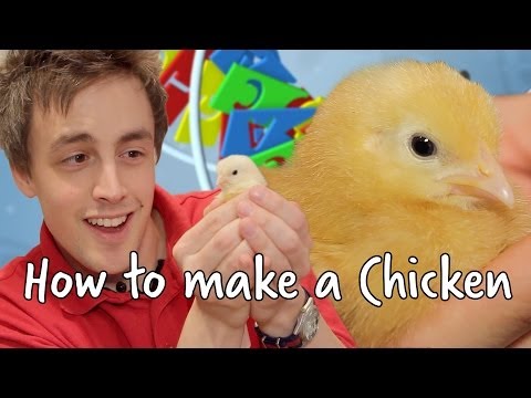 How To Make A Chicken | We The Curious