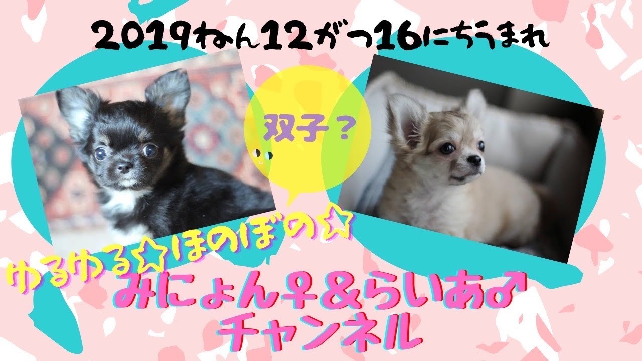 チワワ犬 らいあ みにょんは反抗期 それともストレス Youtube