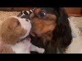 Daddy dog plays with 4weekold puppies