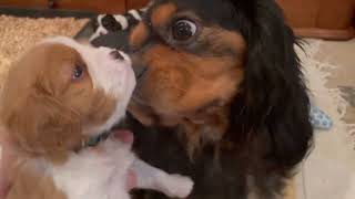 Daddy Dog Plays with 4-Week-Old Puppies by Red Barn Cavaliers 2,248 views 2 weeks ago 3 minutes