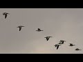 25ソーラン渡り鳥(カラオケ)