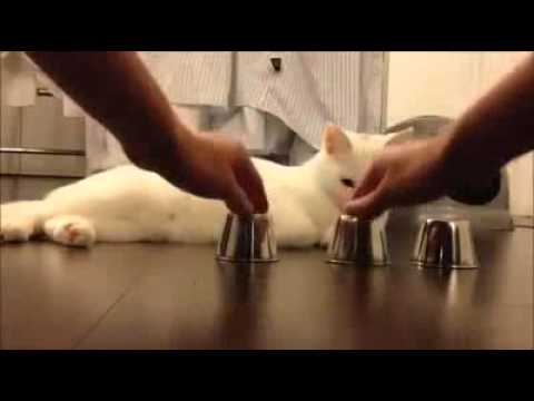 three cups and a ball game with a  smart cat
