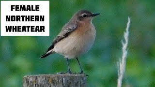 Female Northern Wheatear Takes a Break on Oxfordshire Farmland