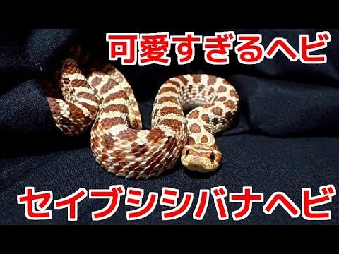 可愛すぎるヘビ！セイブシシバナヘビ