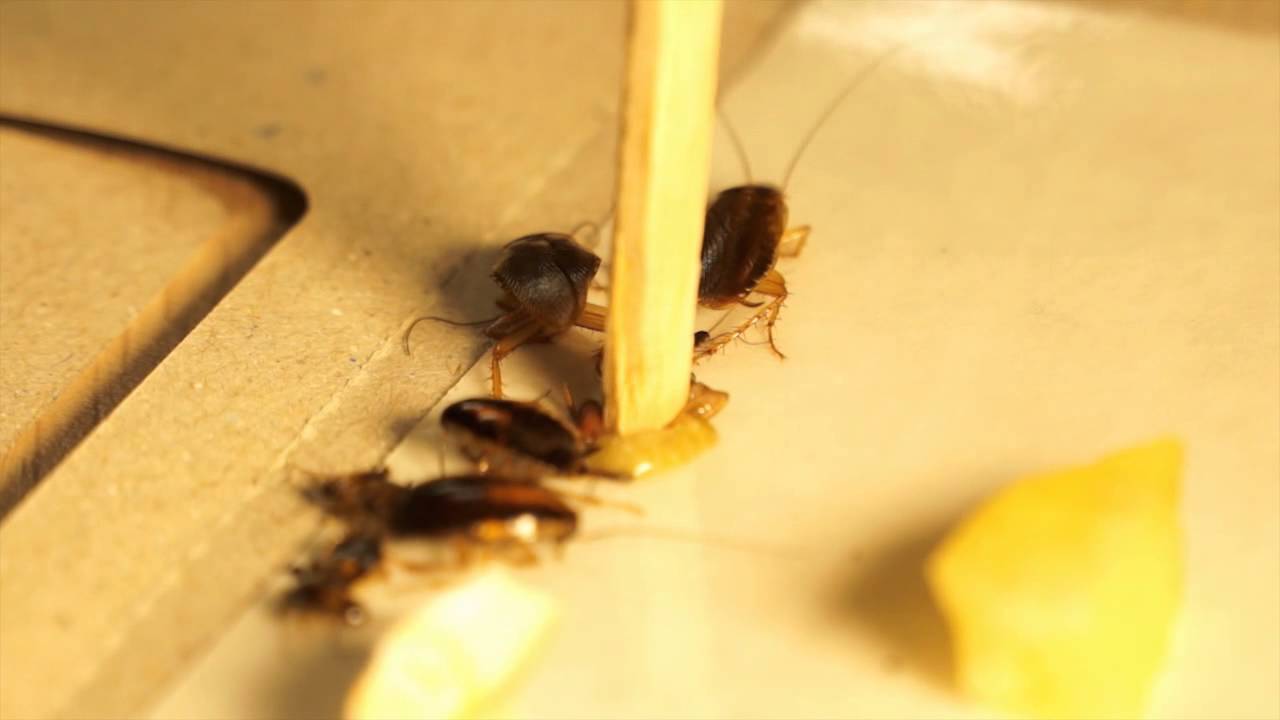 killing Roaches Eggs!!!!! - YouTube